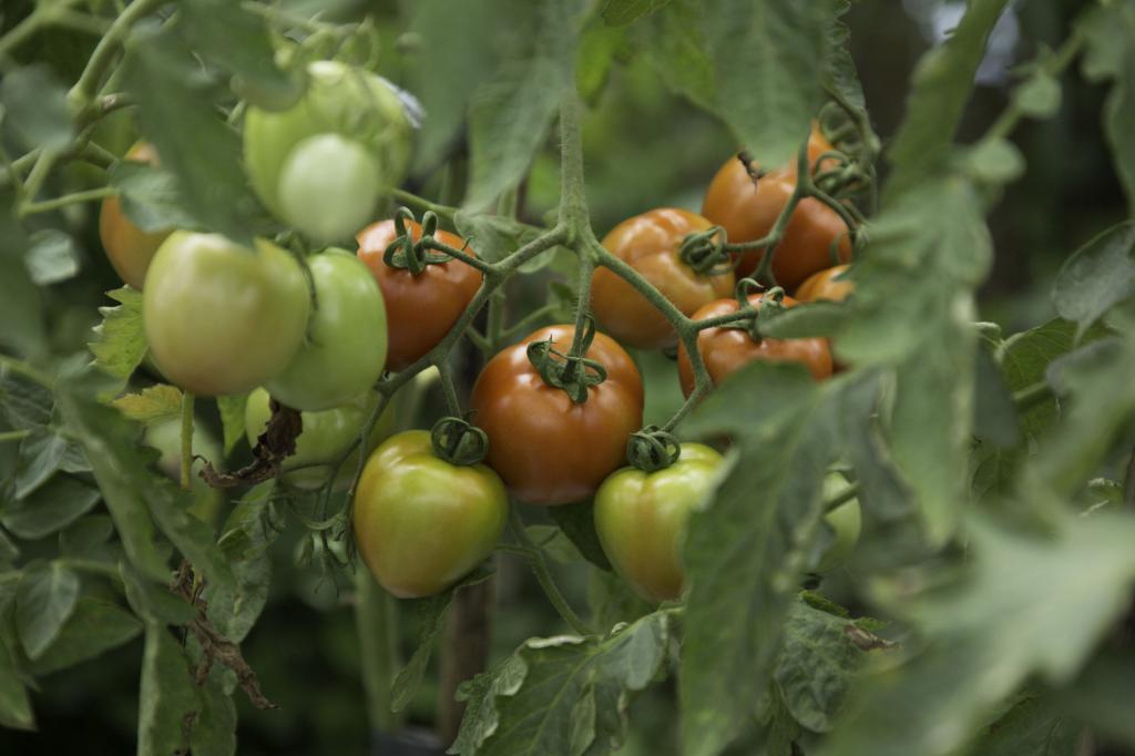 Growing tomatoes Nobleman