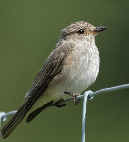bird Flycatcher - photo