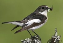 Flycatcher bird miniature and beautiful