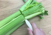 Characteristics of growing celery: planting, watering, fertilizing