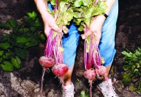 The cultivation of sugar beet in the open field: terms and technology