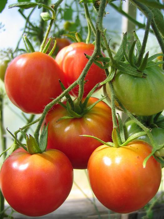 como mergulhar os tomates tomates