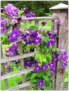 Support for clematis