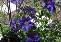 Supports for clematis is an important element of landscape design