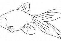 Cómo dibujar peces? Varias opciones