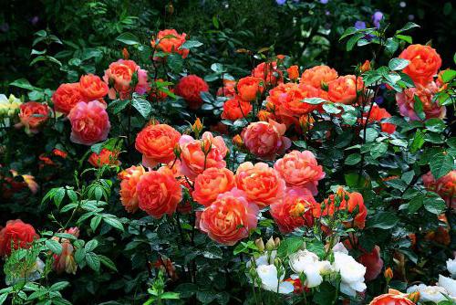 Benjamin Britten rose