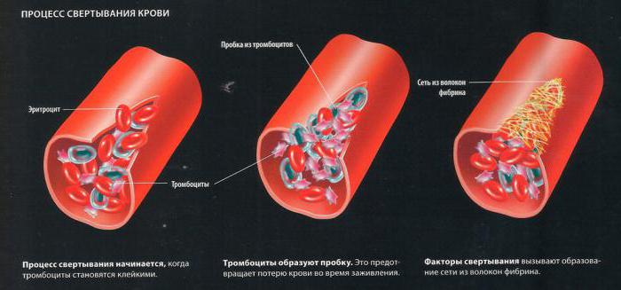diagram of blood coagulation