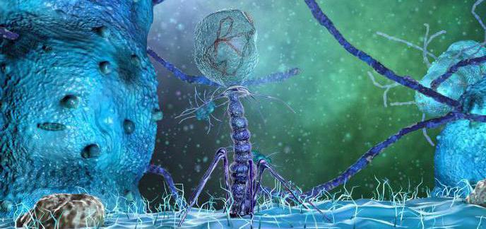 bacteriophage if the instruction