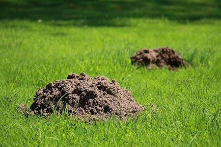 how to get rid of moles on the dacha