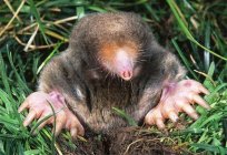 How to get rid of moles on the dacha. Tips for the gardener
