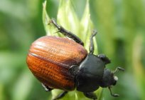 El escarabajo кузька: descripción del desarrollo, las medidas de protección del insecto