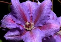 How to hide for the winter clematis: advice from experienced gardeners