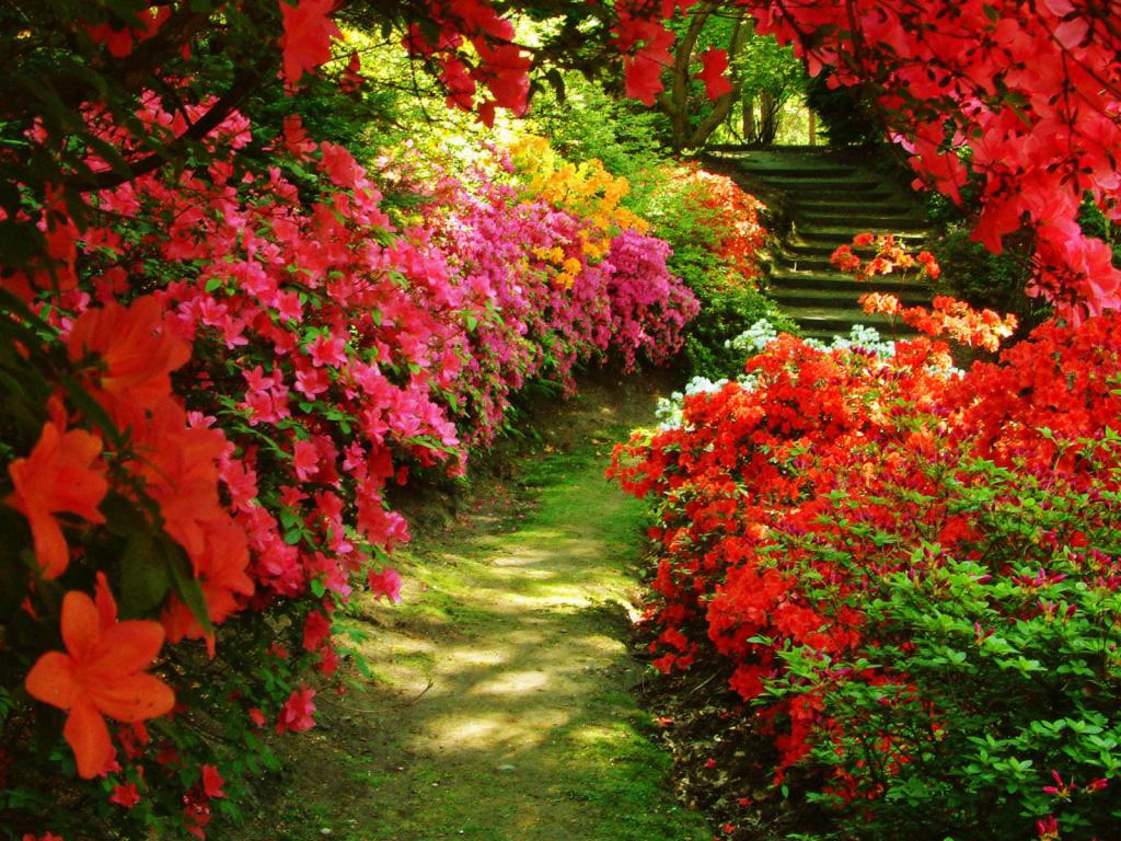 Beautiful flower beds