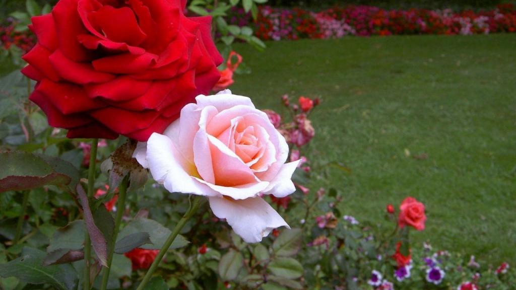 o jardim de Rosas no país