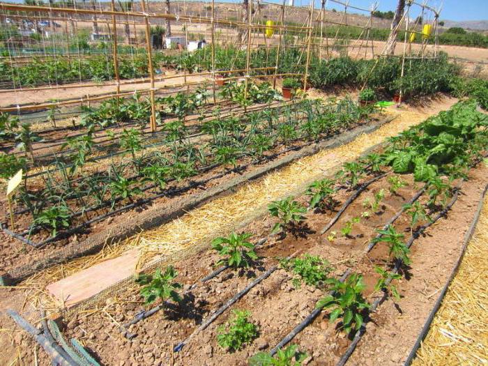 gotejamento irrigação do jardim vegetal