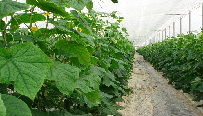 technology of cultivation of cucumbers