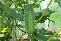 The technology of growing cucumbers in the open ground