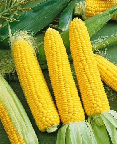 how to freeze corn for the winter