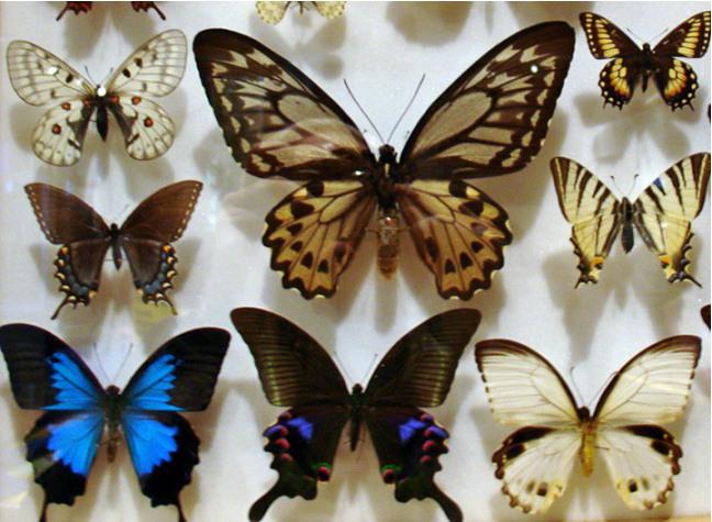 die Namen der Schmetterlinge