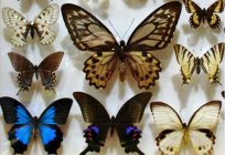 Butterflies of the world. The names of butterflies and their description