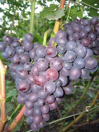 uvas de la hermosura de nikopol