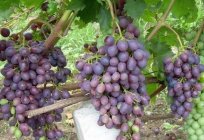 Description grapes Beauty of Nikopol