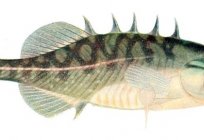 Stickleback - fish trehiglaja (photo)