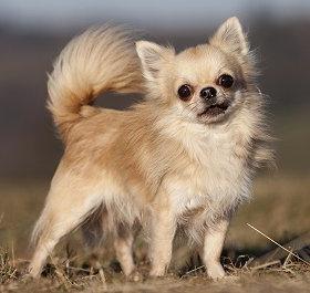 el Chihuahua