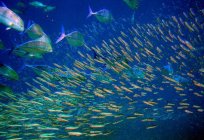 Bilim balık - ихтиология