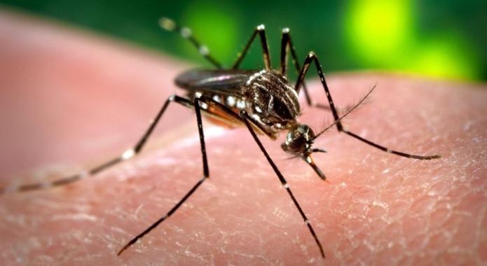 jak odstraszyć komary