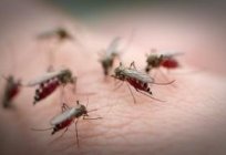 Чим відлякати комарів? Фумігатори і мобільними телефонами