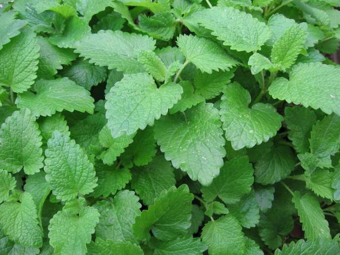 herbs to treat the heart and blood vessels