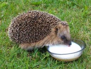 What's eating hedgehog at home