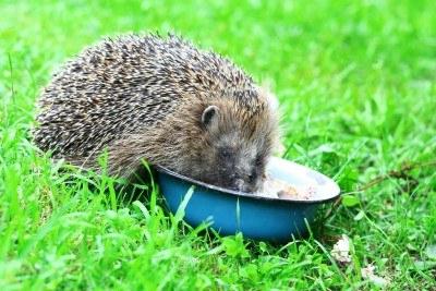 What to eat small hedgehogs
