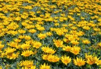Flowers gazania: pictures and description, planting and care