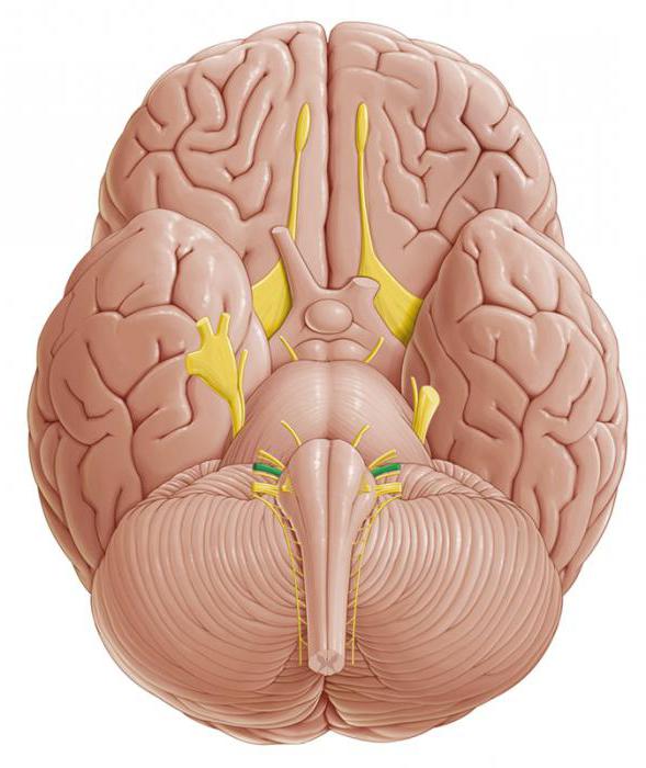 preddverno cochlear nerve