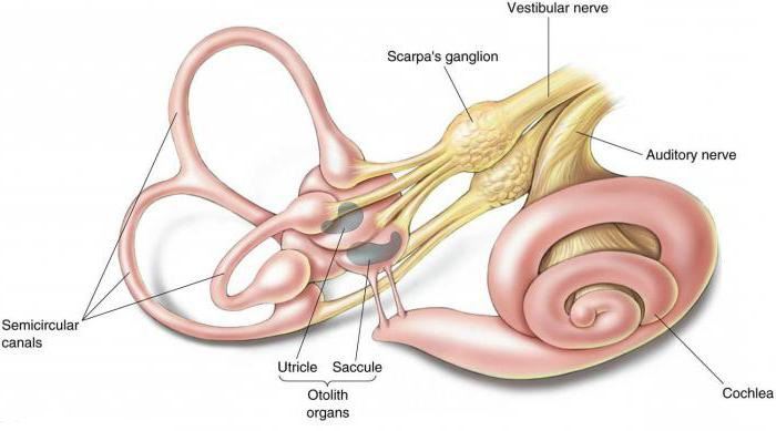 преддверно das Cochlear-Nerv-Anatomie