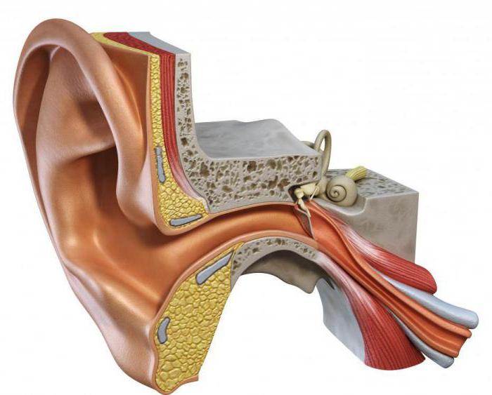 преддверно das Cochlear-Nerv Schema