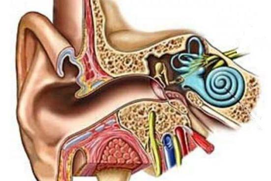 preddverno人工内耳の神経innervates