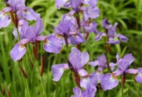 Blumen mit lila Blüten. Schöne lila Blumen – Namen, Fotos und Empfehlungen für die Pflege