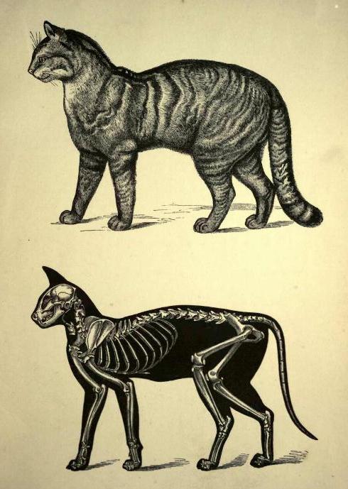 Skeleton Katzen Bilder