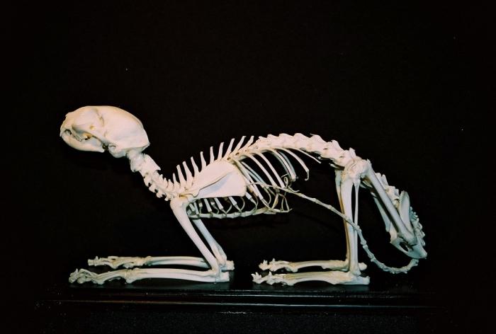 esqueleto da coluna vertebral