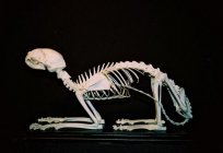 What structure is the skeleton of a cat?