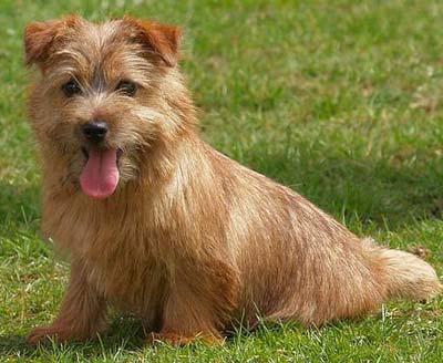 description of the breed the Norfolk Terrier