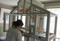 Cage for parrot. How to make a parrot cage