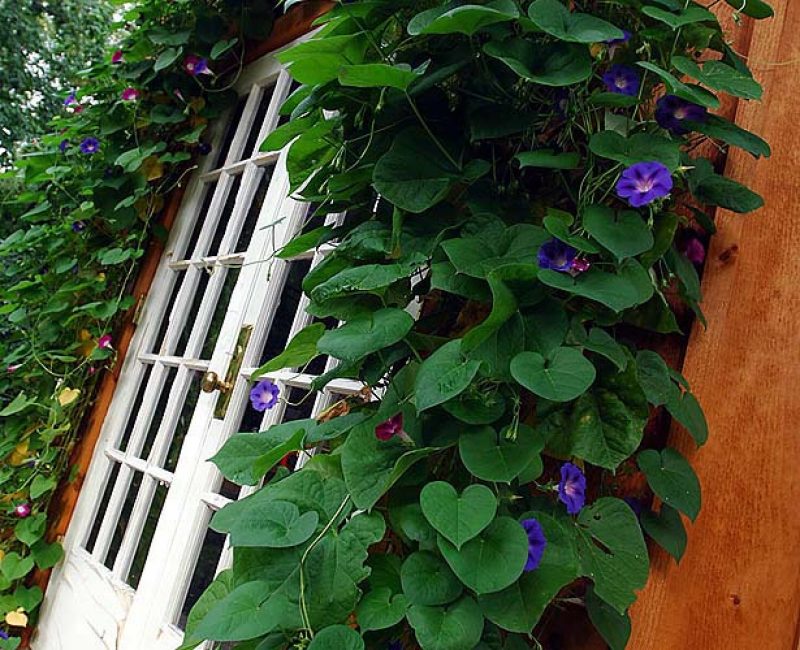 Vertical gardening with your own hands