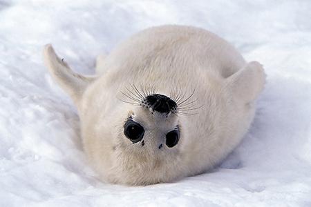 harp seals interesting facts