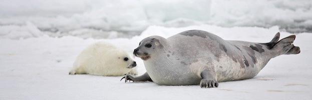 seal bowhead migration type