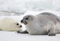 Harp seals, pictures and interesting facts