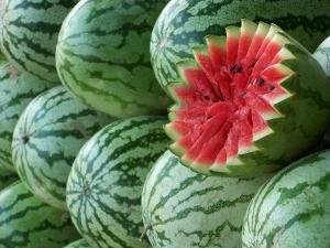 watermelon farming in the Urals